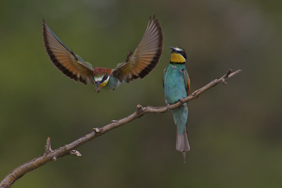 Bee Eater 7